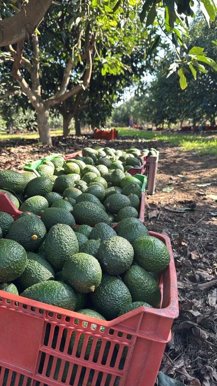 Cajas de aguacate recién cosechado