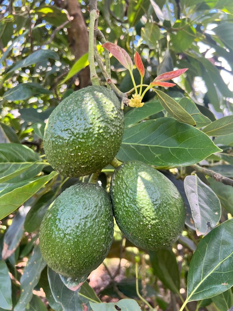 Aguacates de calidad en el árbol