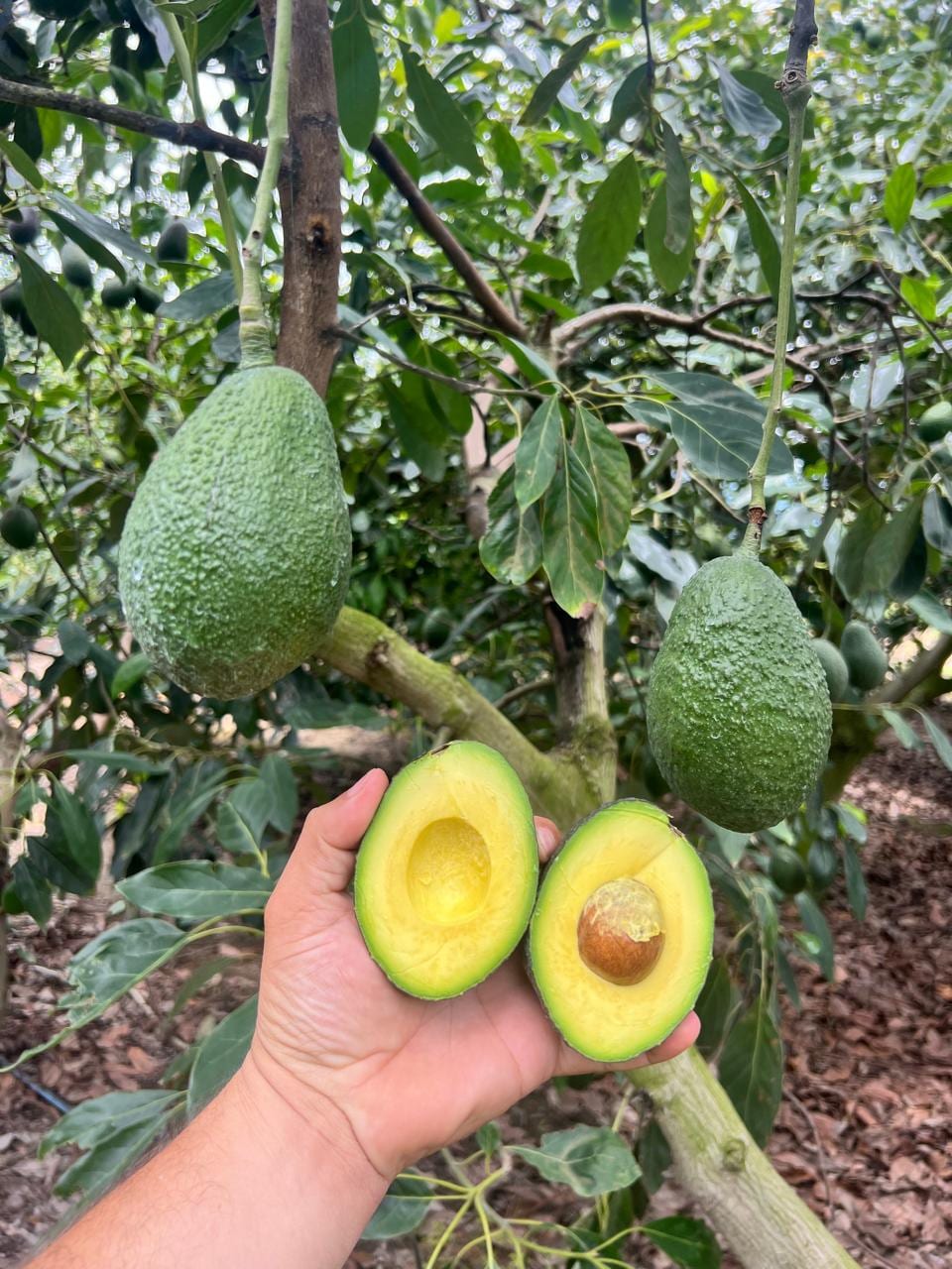Aguacate partido recién cosechado en la huerta