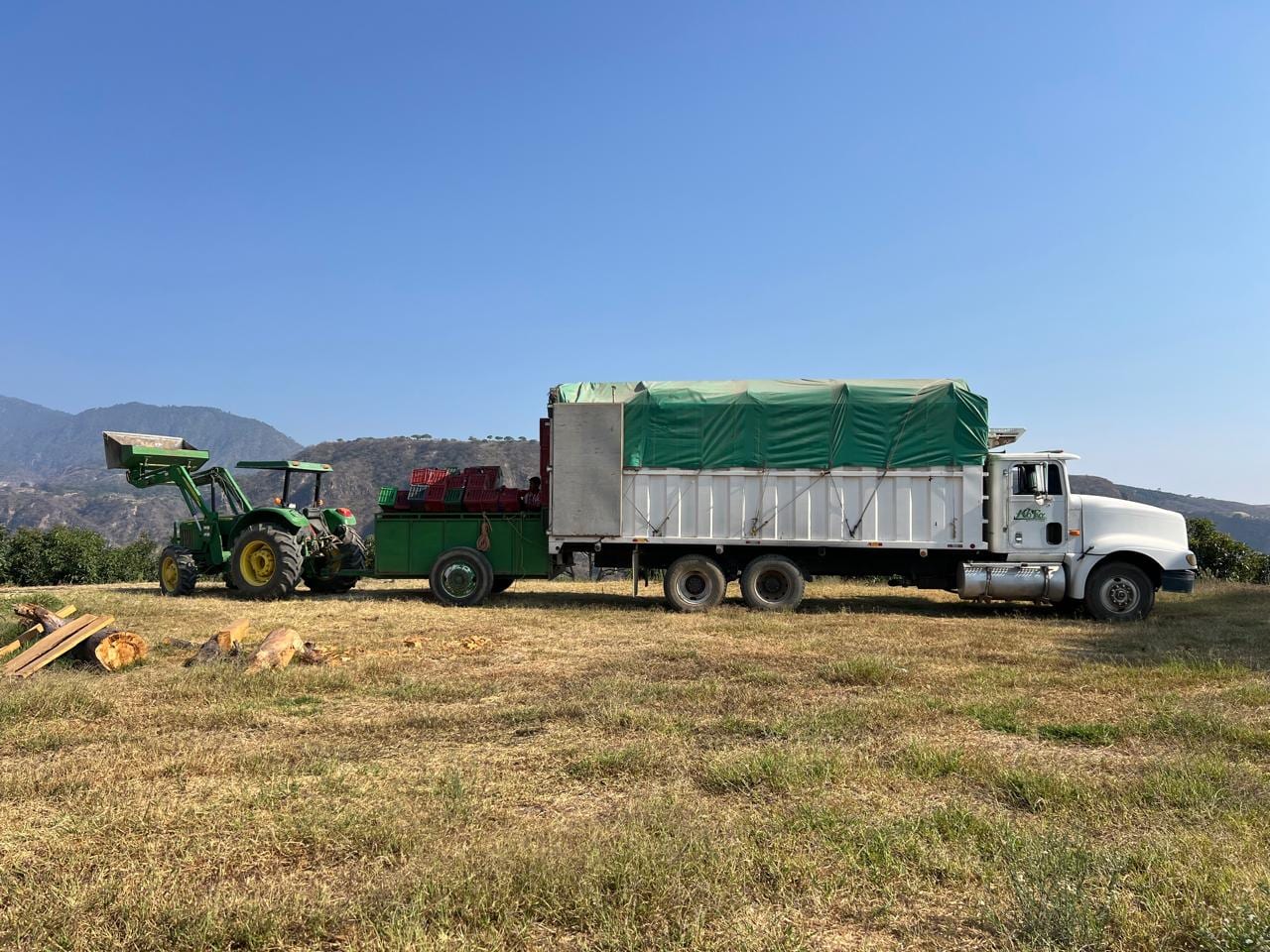 Aguacate empacado listo para transporte