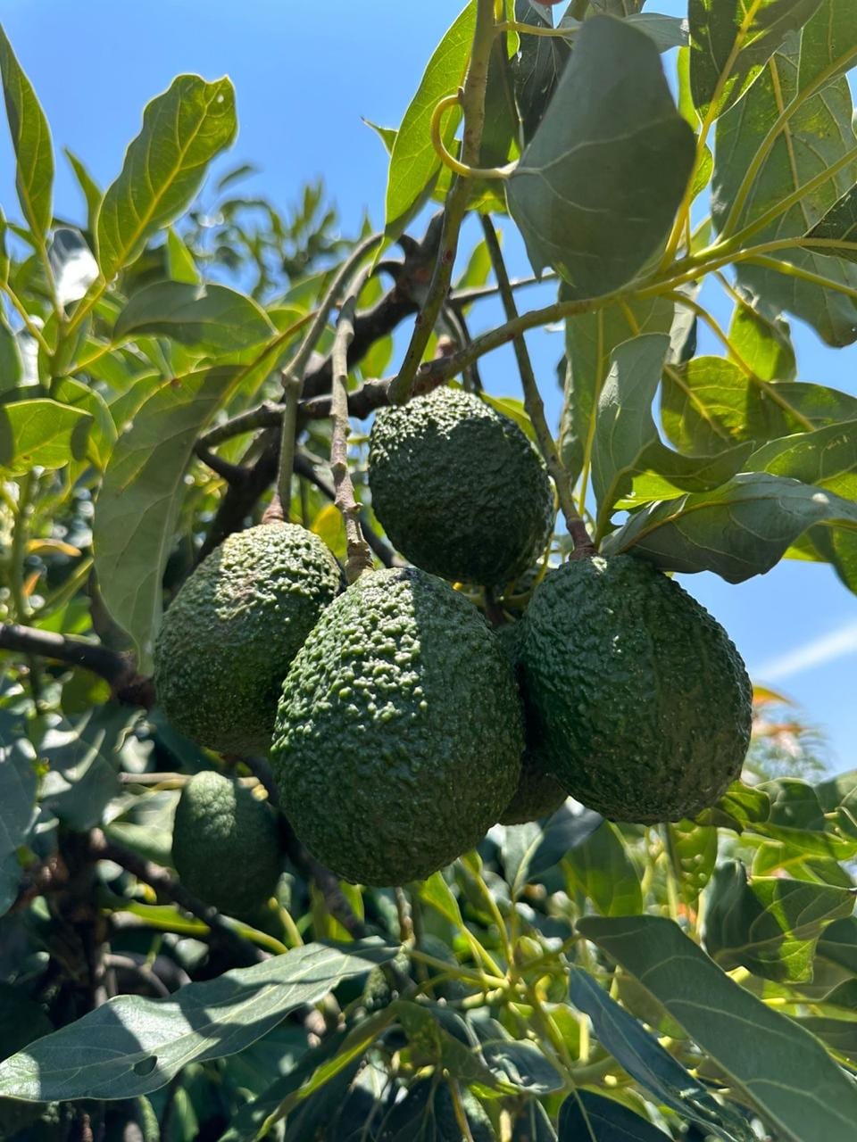 Aguacates madurando en el árbol